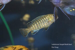 Labidochromis flavigulis 'Machili Island'
